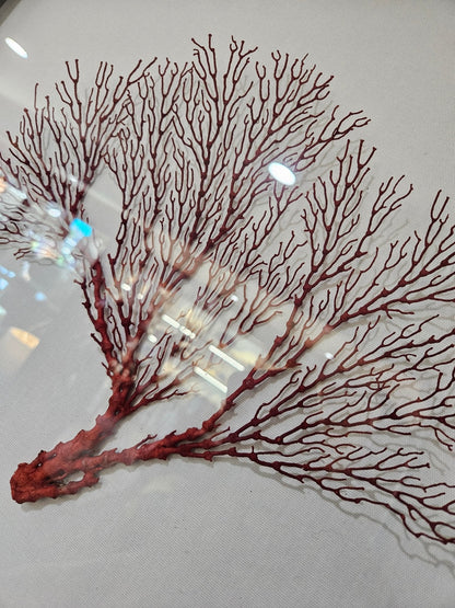 Pink Sea Fan Shadow Box - 20"x20" Coastal Wall Art