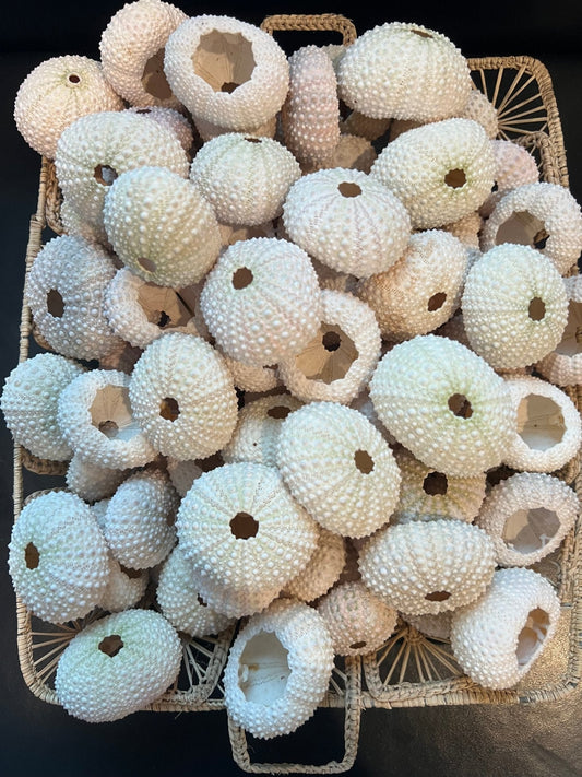 Pink Sea Urchin Shells