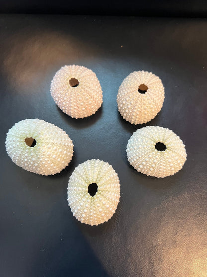 Pink Sea Urchin Shells