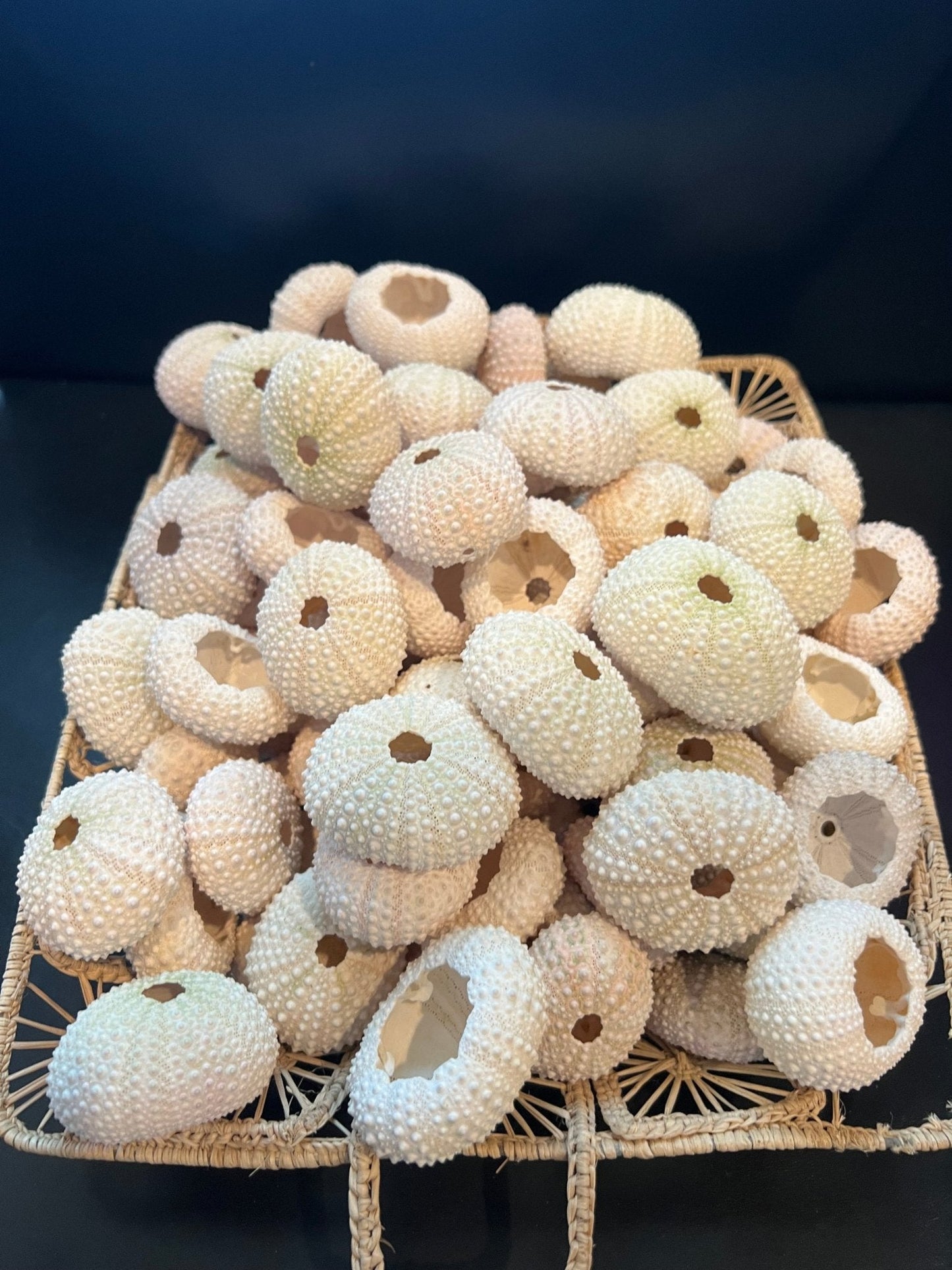 Pink Sea Urchin Shells