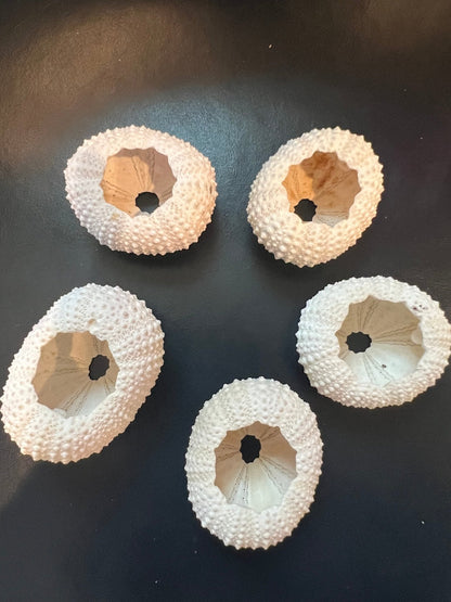 Pink Sea Urchin Shells