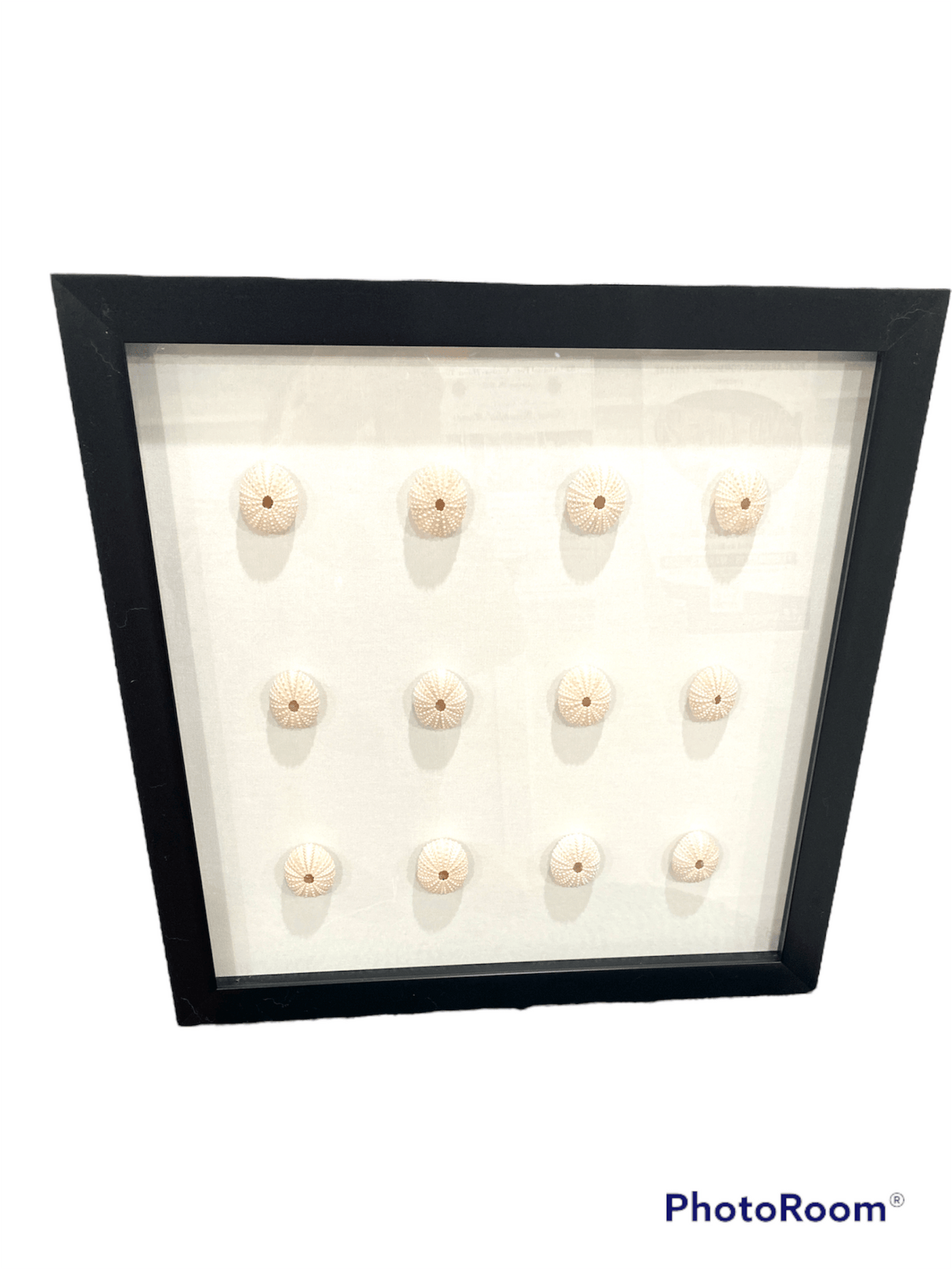 Pink Sea Urchin Shadowbox- MADE TO ORDER