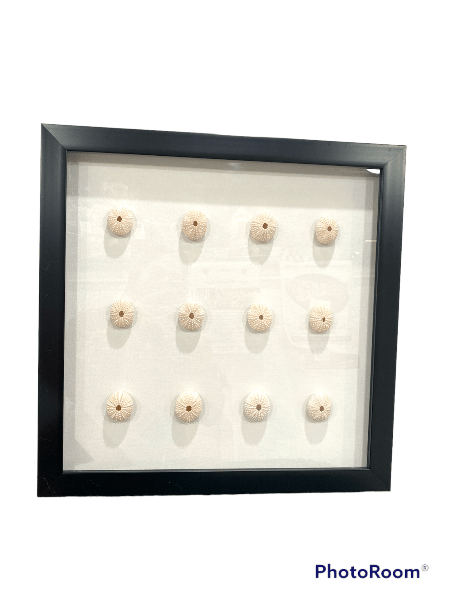 Pink Sea Urchin Shadowbox- MADE TO ORDER