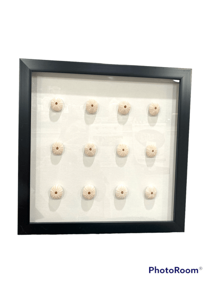 Pink Sea Urchin Shadowbox- MADE TO ORDER