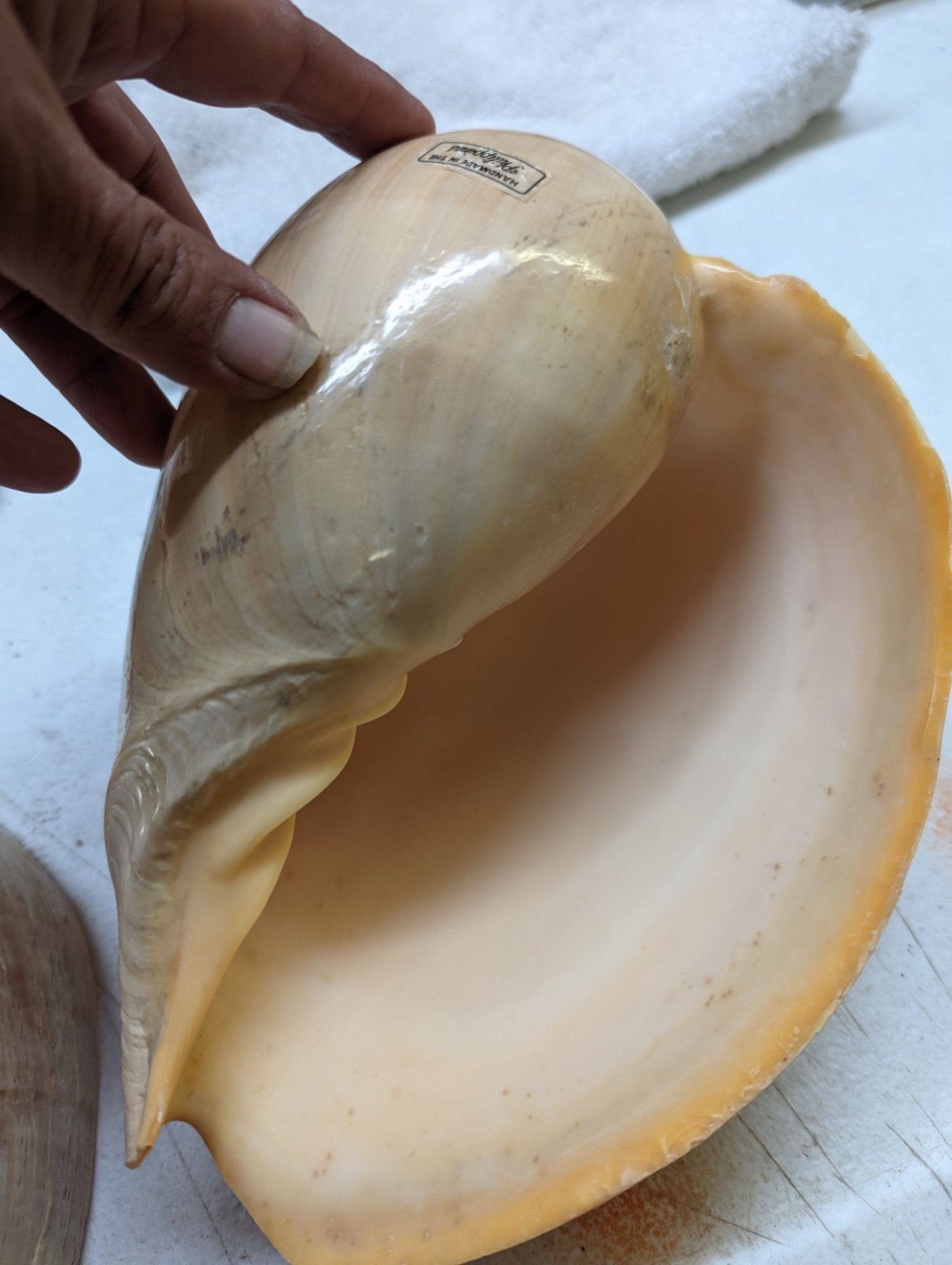 Polished Crowned Baler Melon Shell VOLUTA DIADEMA