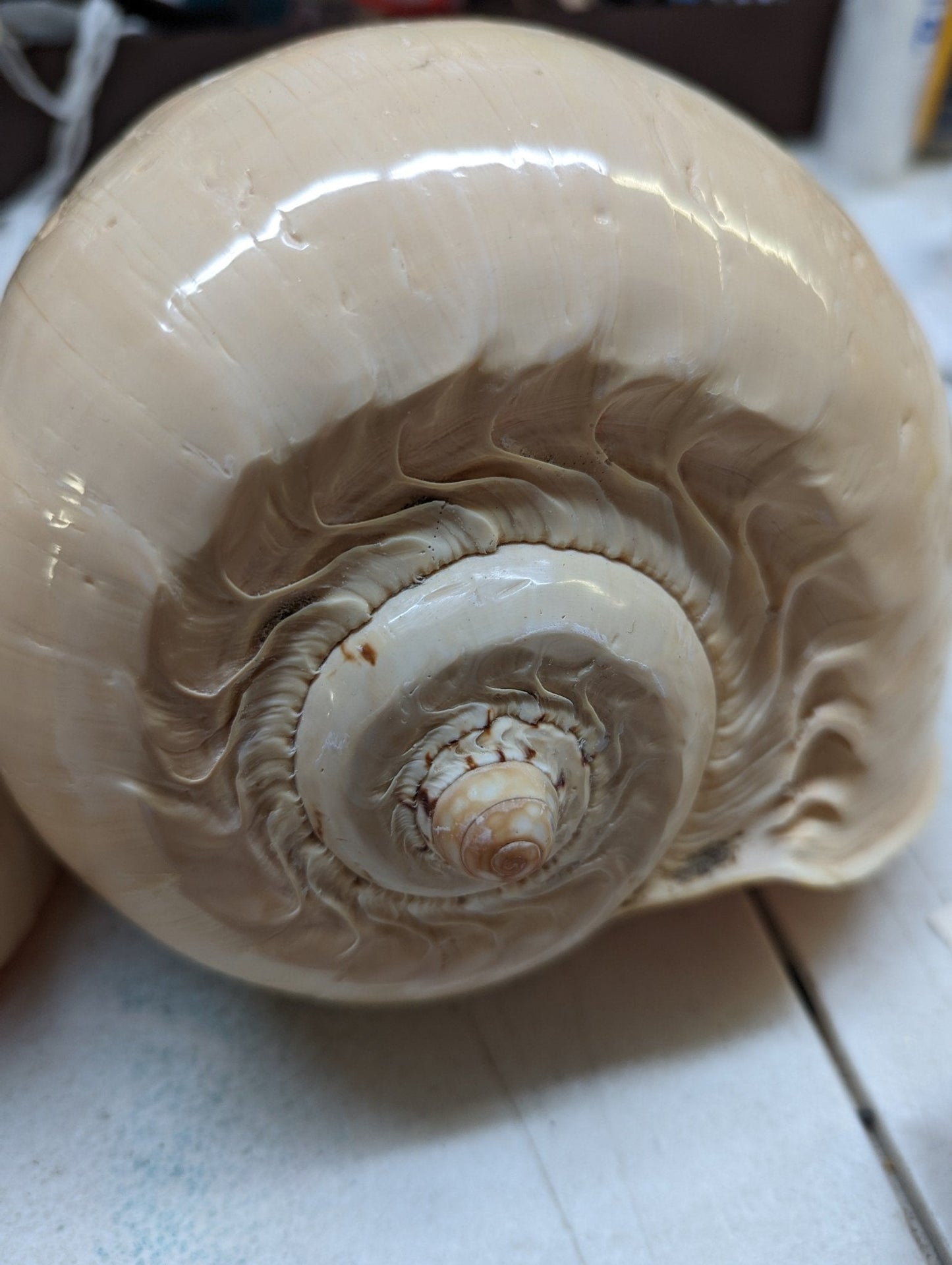 Polished Crowned Baler Melon Shell VOLUTA DIADEMA