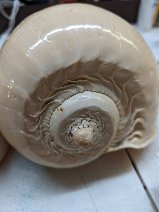 Polished Crowned Baler Melon Shell VOLUTA DIADEMA