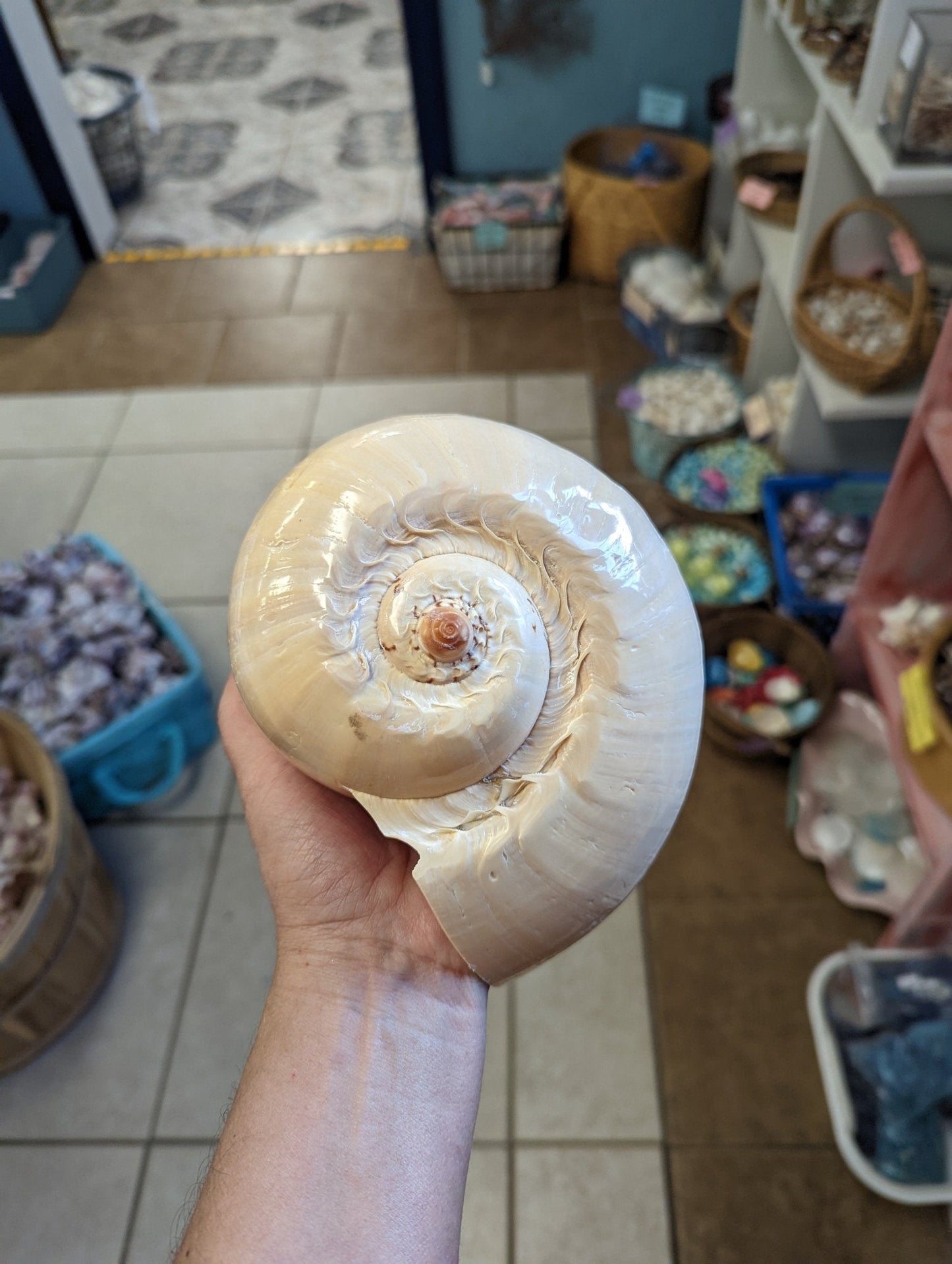 Polished Crowned Baler Melon Shell VOLUTA DIADEMA