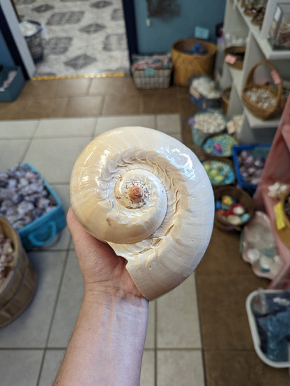 Polished Crowned Baler Melon Shell VOLUTA DIADEMA