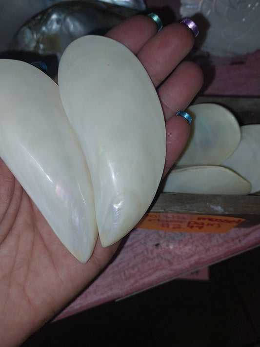 Polished Mussel Shell Pairs