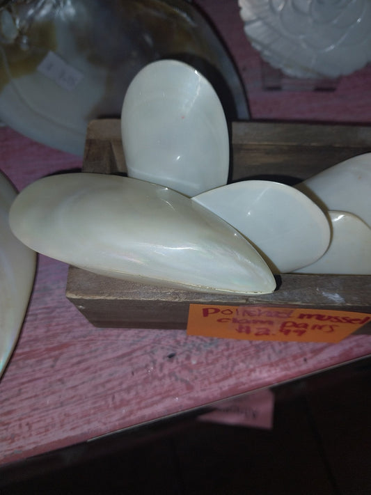 Polished Mussel Shell Pairs