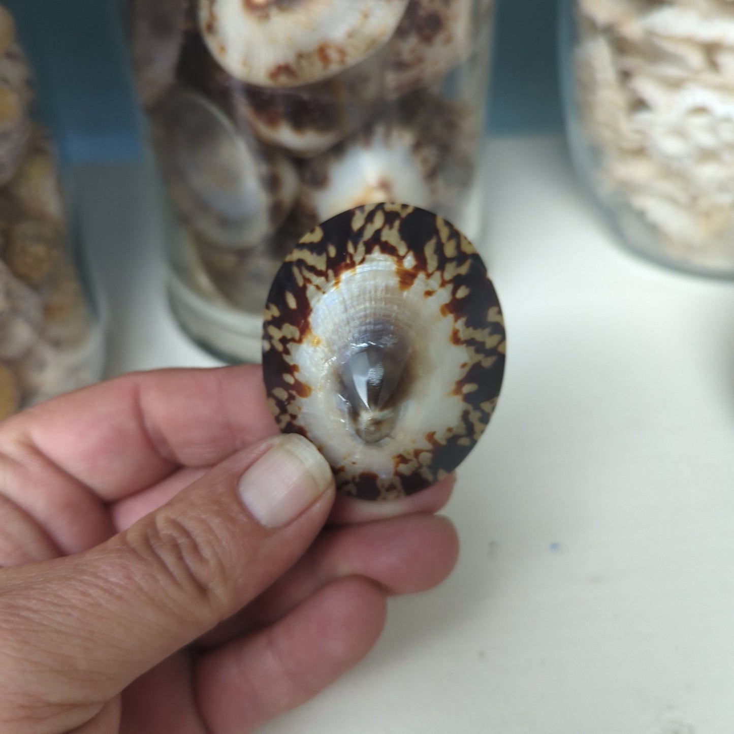 Polished Owl Limpet Shells