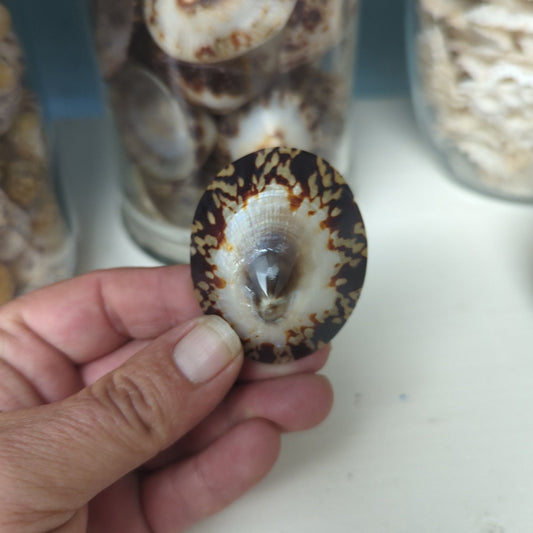 Polished Owl Limpet Shells