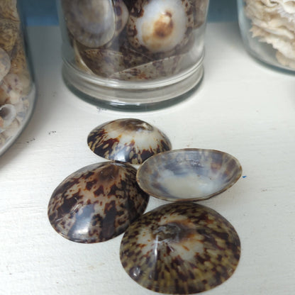 Polished Owl Limpet Shells