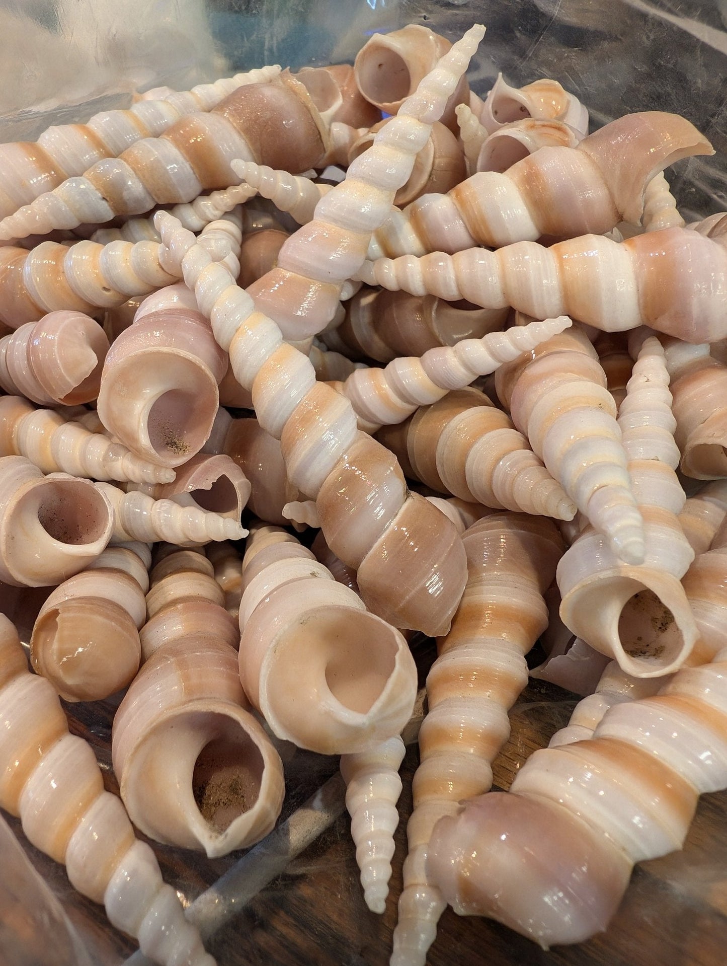 Polished Terebra Turritella Shells