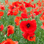 American Legion Poppy – 100 Seeds