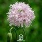 Lilac Pompon Poppy – 100 Seeds