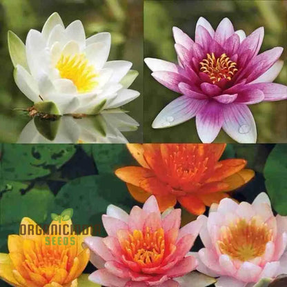 Premium Mix Colour Lotus Flower Seeds for Vibrant Gardening  Perfect for Home and Outdoor Gardens