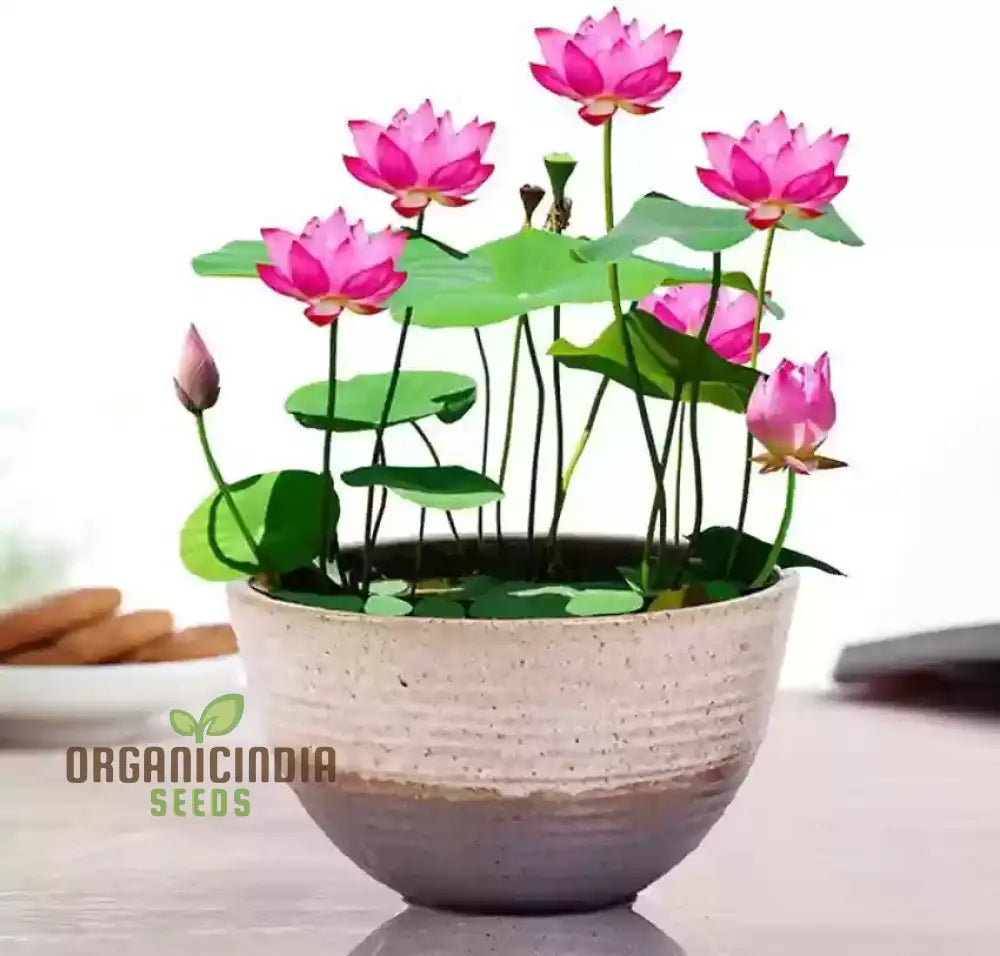 Premium Mix Colour Lotus Flower Seeds for Vibrant Gardening  Perfect for Home and Outdoor Gardens