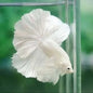 White Halfmoon Betta (Male)