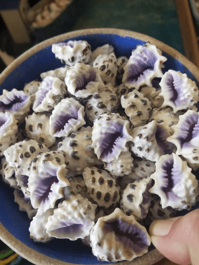 Purple Drupe - Drupa Morum