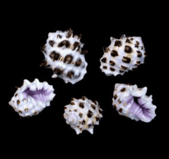 Purple Drupe - Drupa Morum