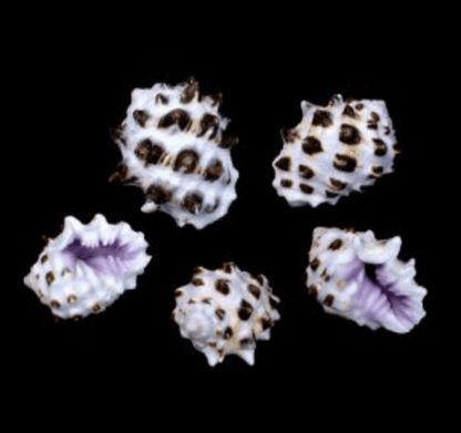 Purple Drupe - Drupa Morum