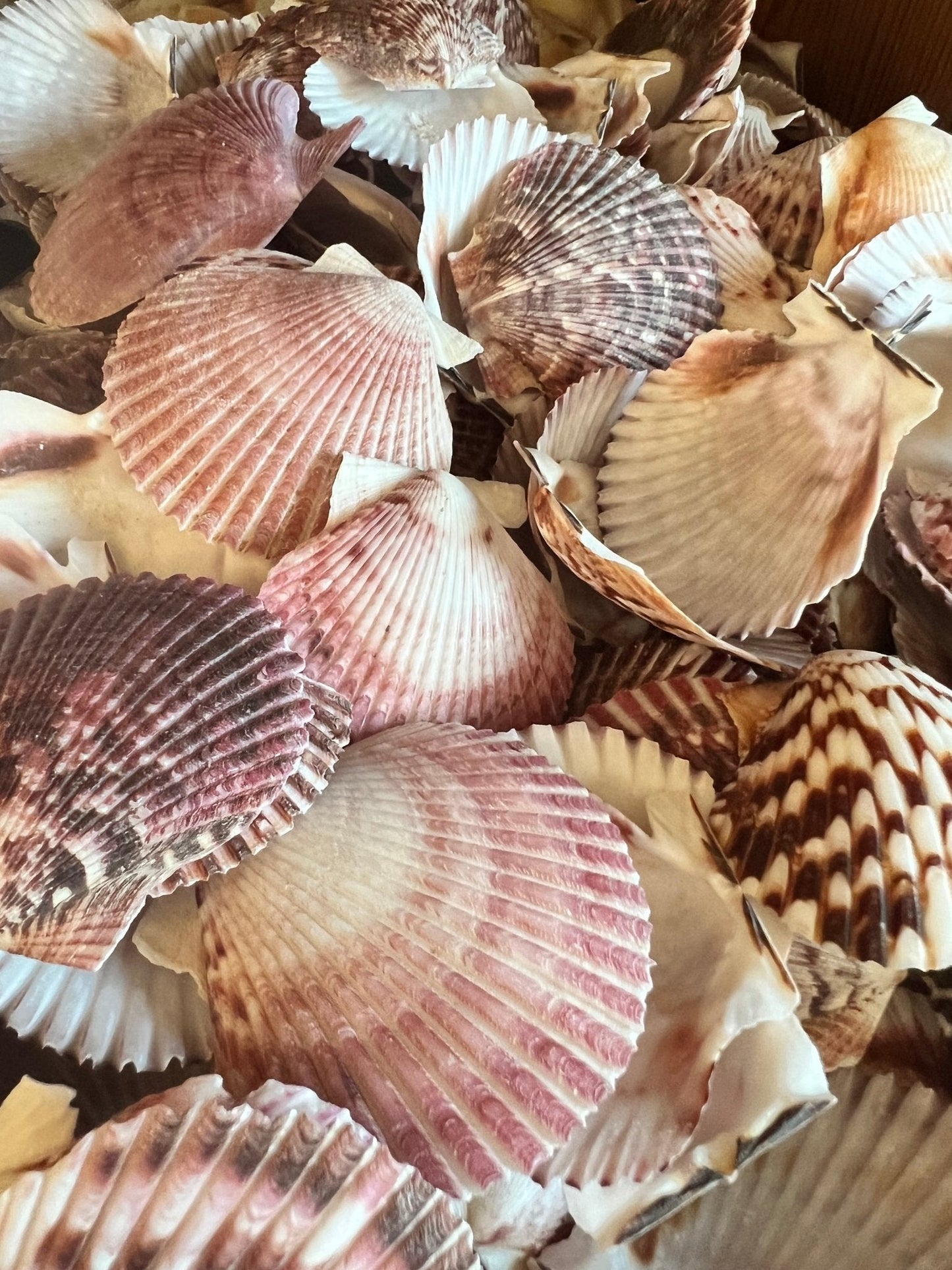 Purple Scallop - 4 Sizes & Bulk