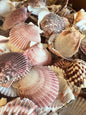 Purple Scallop - 4 Sizes & Bulk