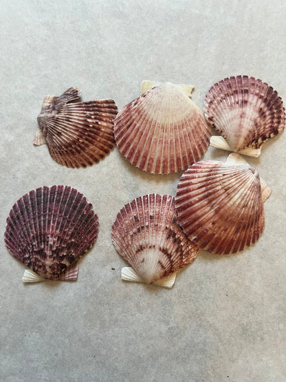 Purple Scallop - 4 Sizes & Bulk