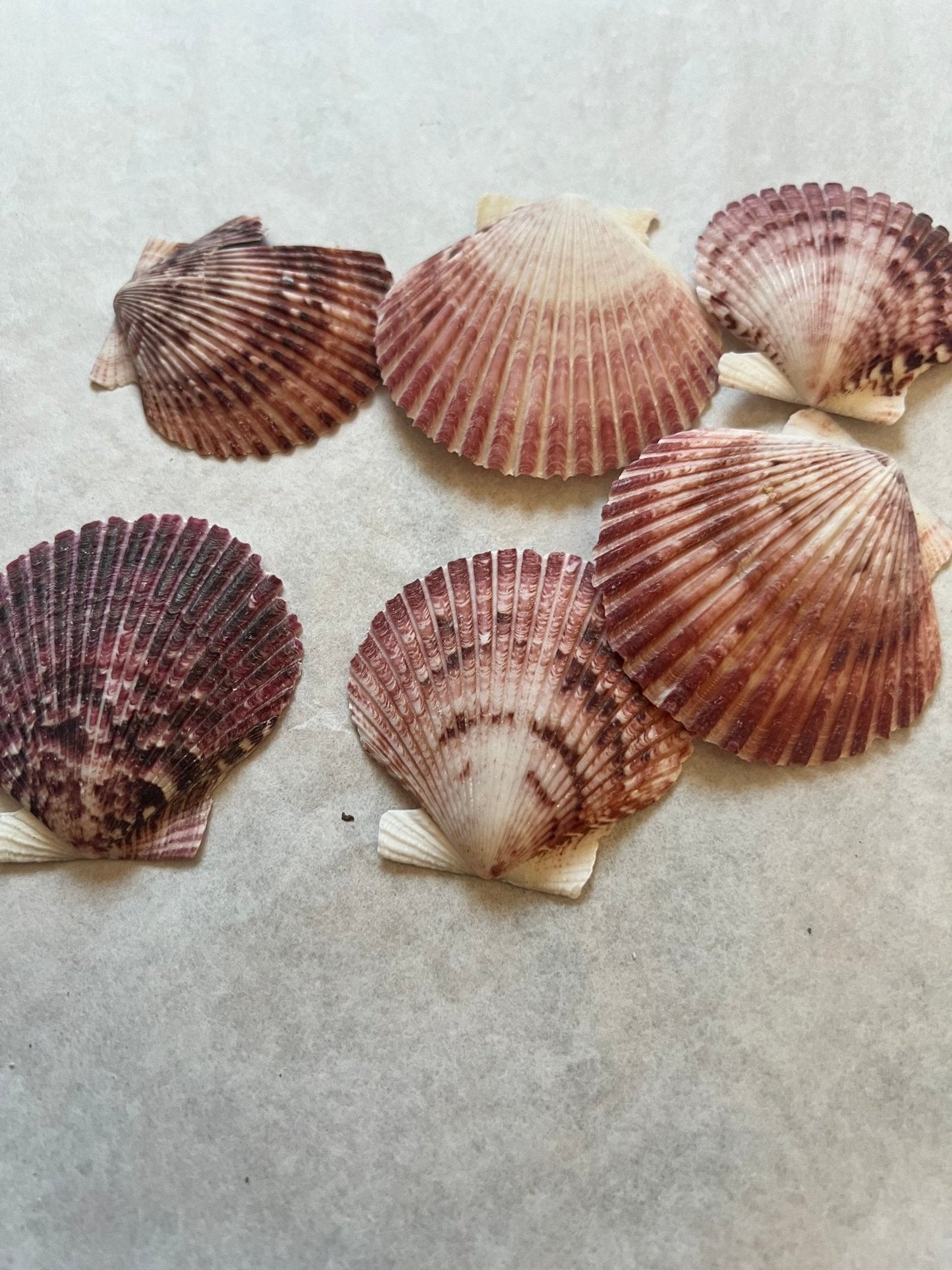Purple Scallop - 4 Sizes & Bulk