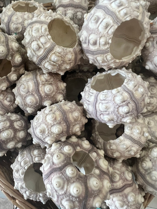 Purple Sputnik Urchin Shell