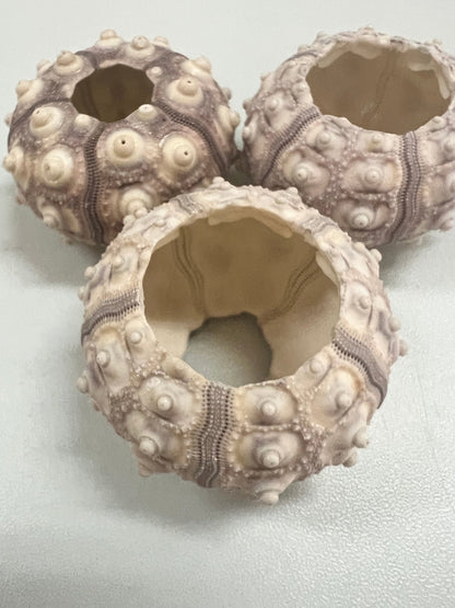 Purple Sputnik Urchin Shell