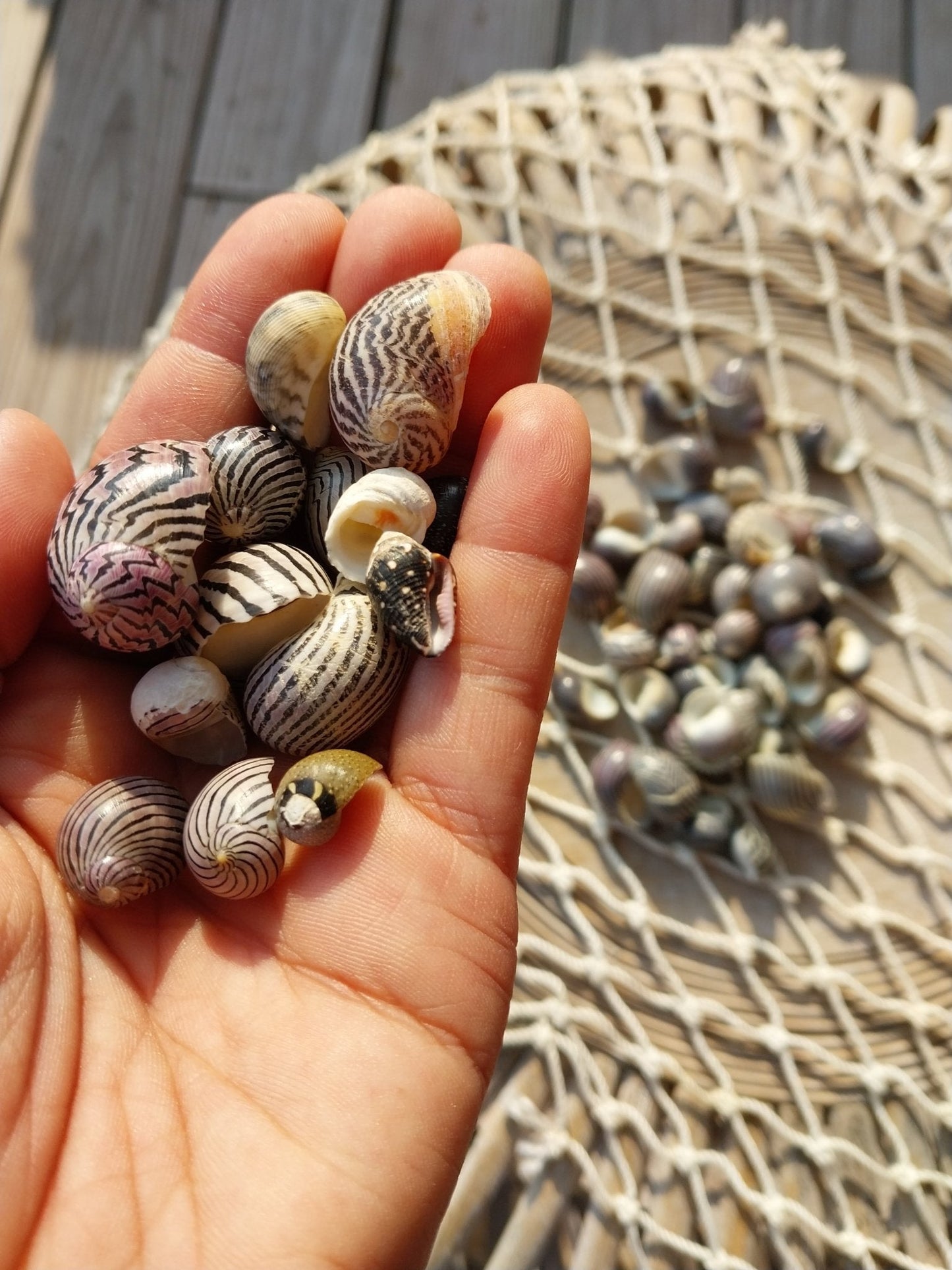 Purpley Mixed Nerita Snail Small Shells Seashells Black Purple White ZigZag Striped Spotted Pattern Art Crafts Sailor Valentine Supplies Spiral Top
