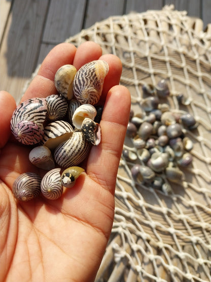 Purpley Mixed Nerita Snail Small Shells Seashells Black Purple White ZigZag Striped Spotted Pattern Art Crafts Sailor Valentine Supplies Spiral Top