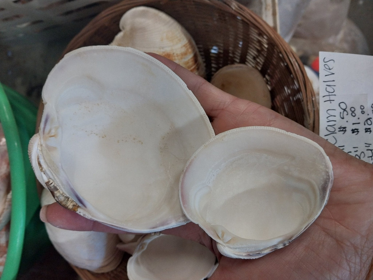 Quahog Clam Shell halves