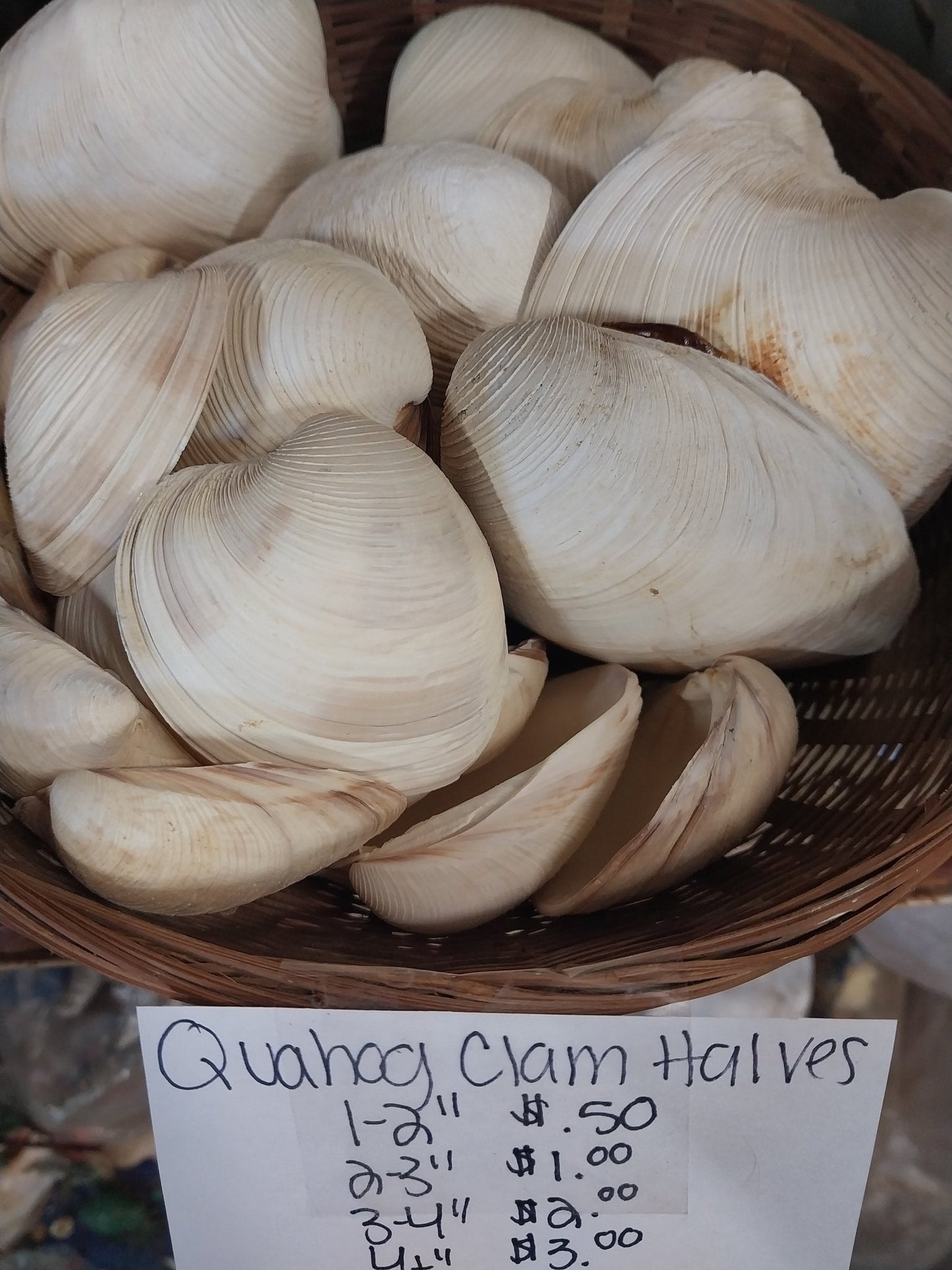 Quahog Clam Shell halves