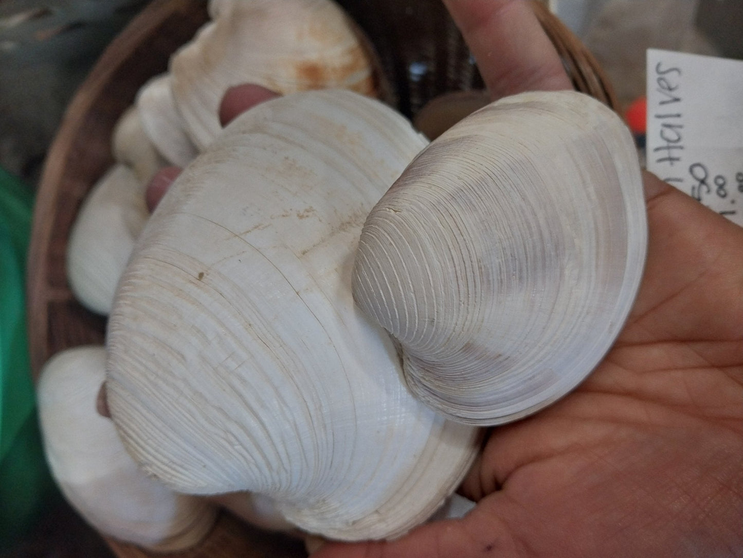 Quahog Clam Shell halves