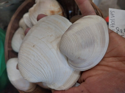 Quahog Clam Shell halves