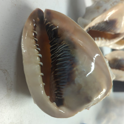 Queen Emperor Helmet Shell (Cassis Madagascariensis)