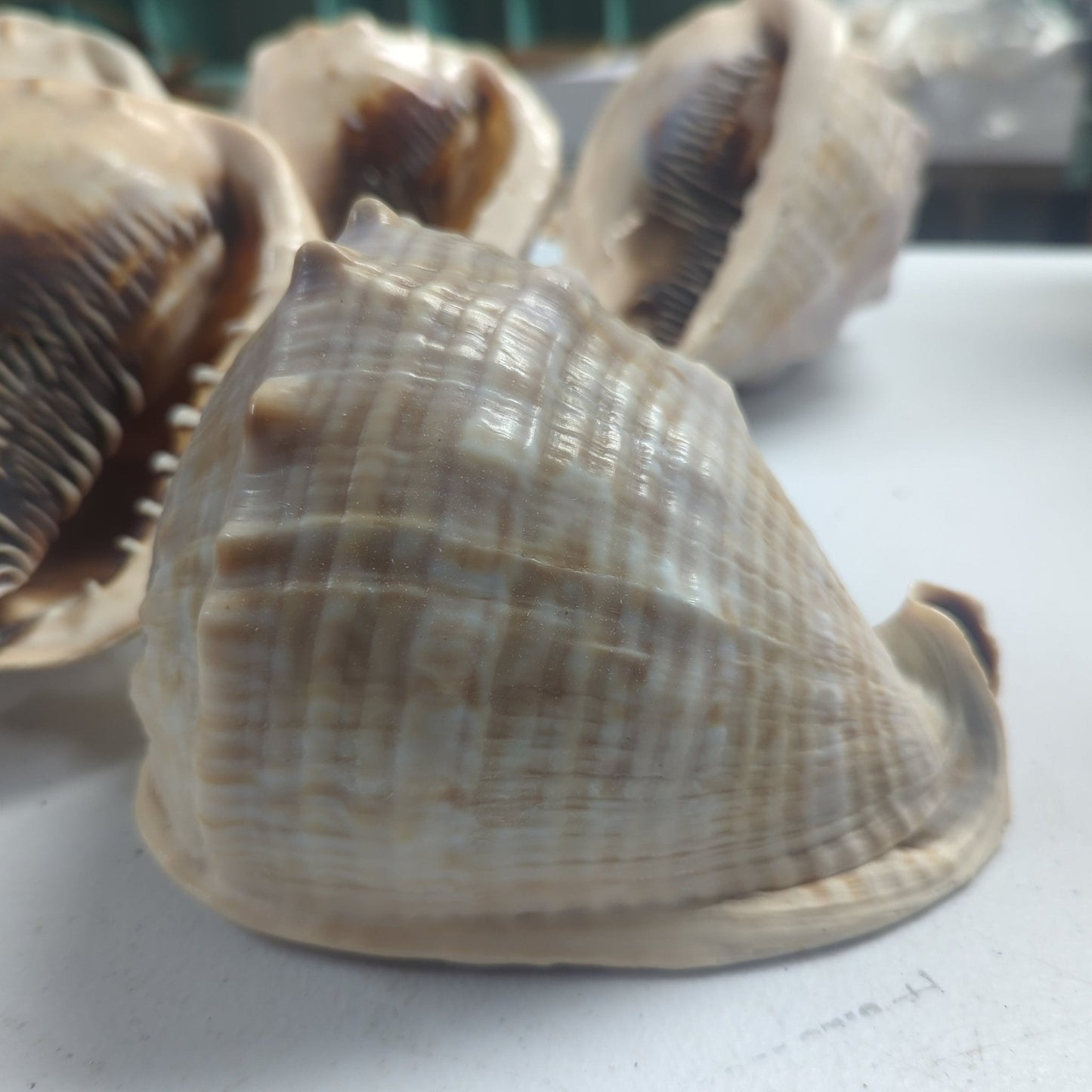 Queen Emperor Helmet Shell (Cassis Madagascariensis)