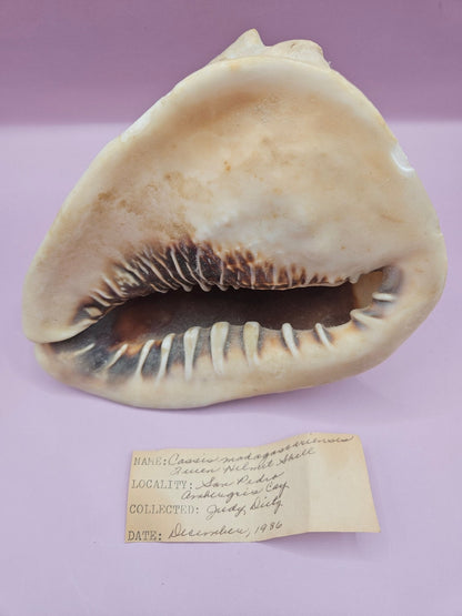 Queen Helmet Shell – 6" With Documentation (Cassis Madagascariensis)