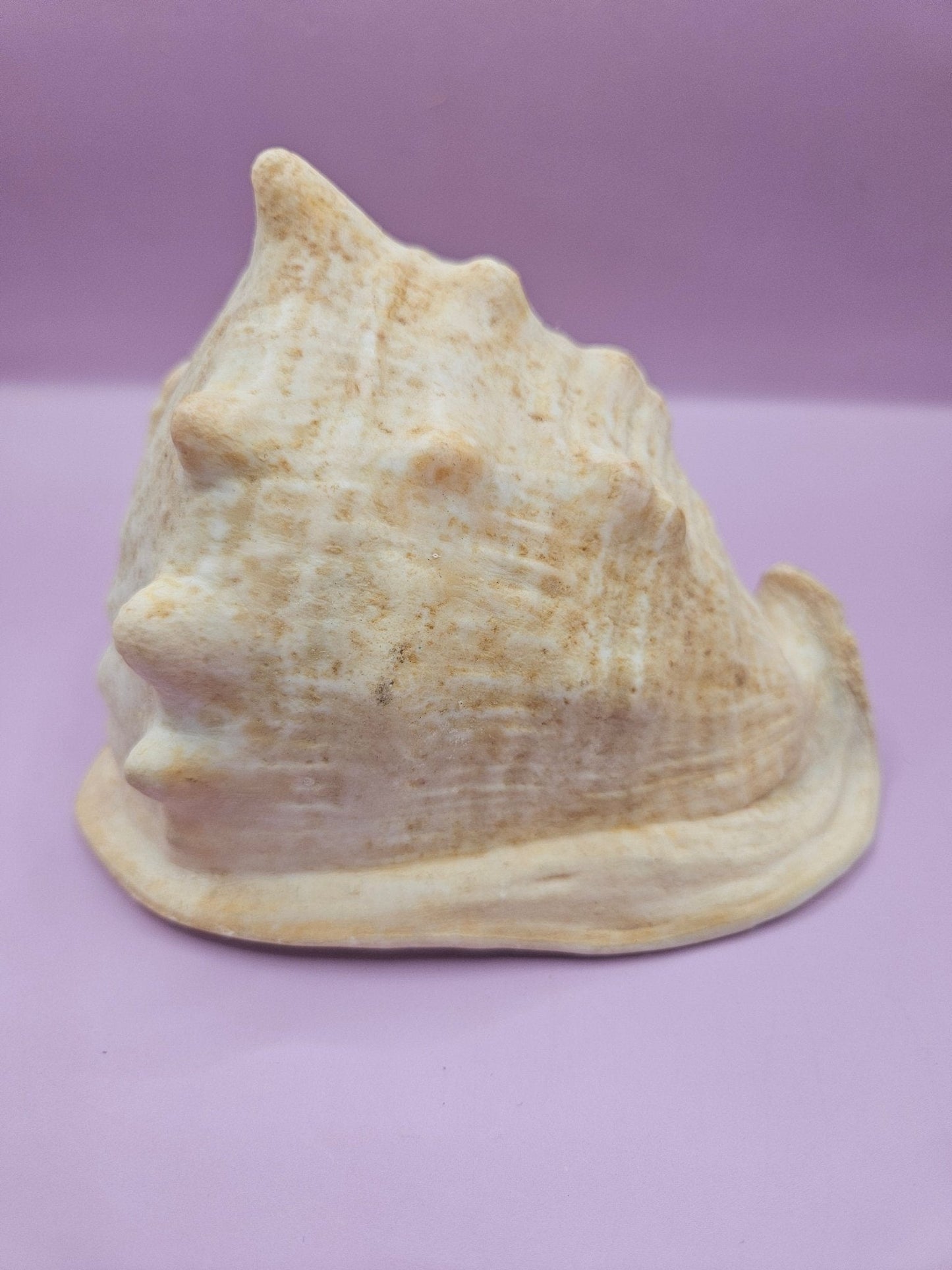 Queen Helmet Shell – 6" With Documentation (Cassis Madagascariensis)