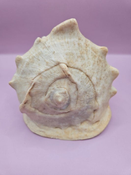 Queen Helmet Shell – 6" With Documentation (Cassis Madagascariensis)