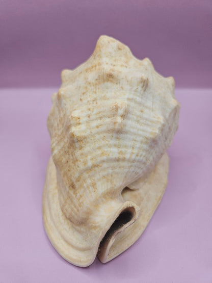 Queen Helmet Shell – 6" With Documentation (Cassis Madagascariensis)