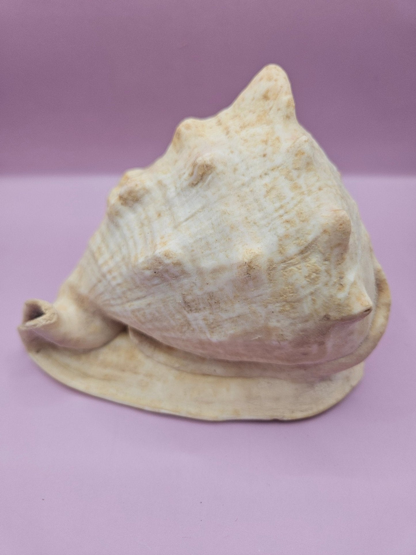 Queen Helmet Shell – 6" With Documentation (Cassis Madagascariensis)