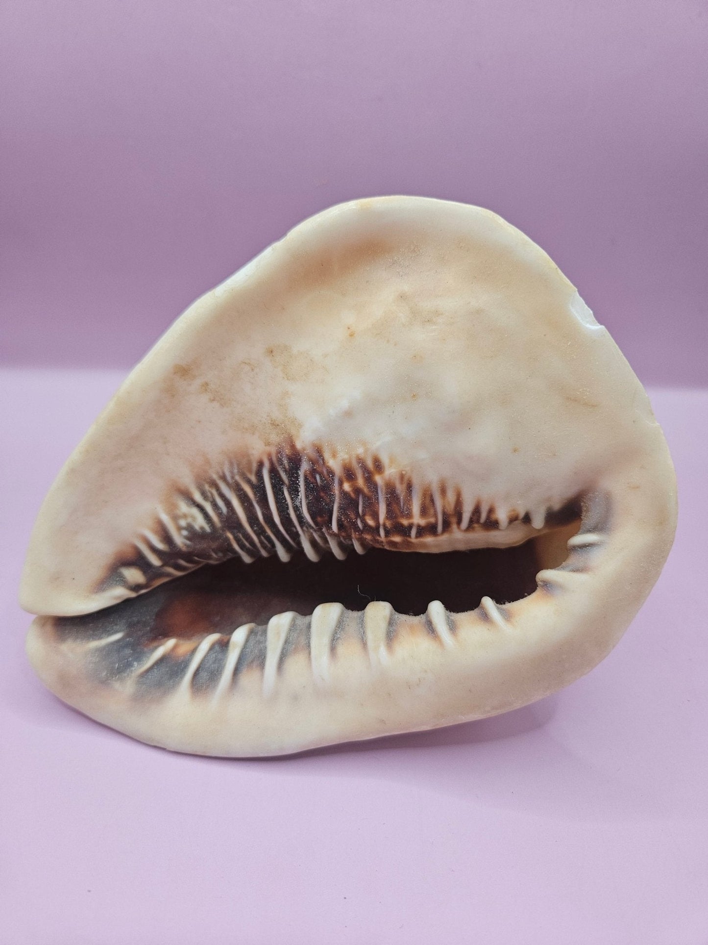 Queen Helmet Shell – 6" With Documentation (Cassis Madagascariensis)