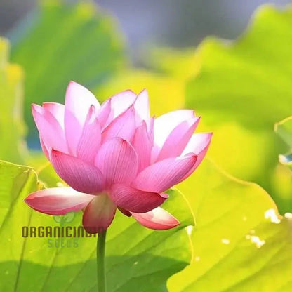 Rainbow Bowl Lotus Aquatic Flower Seeds for Planting,Premium Gardening Seeds