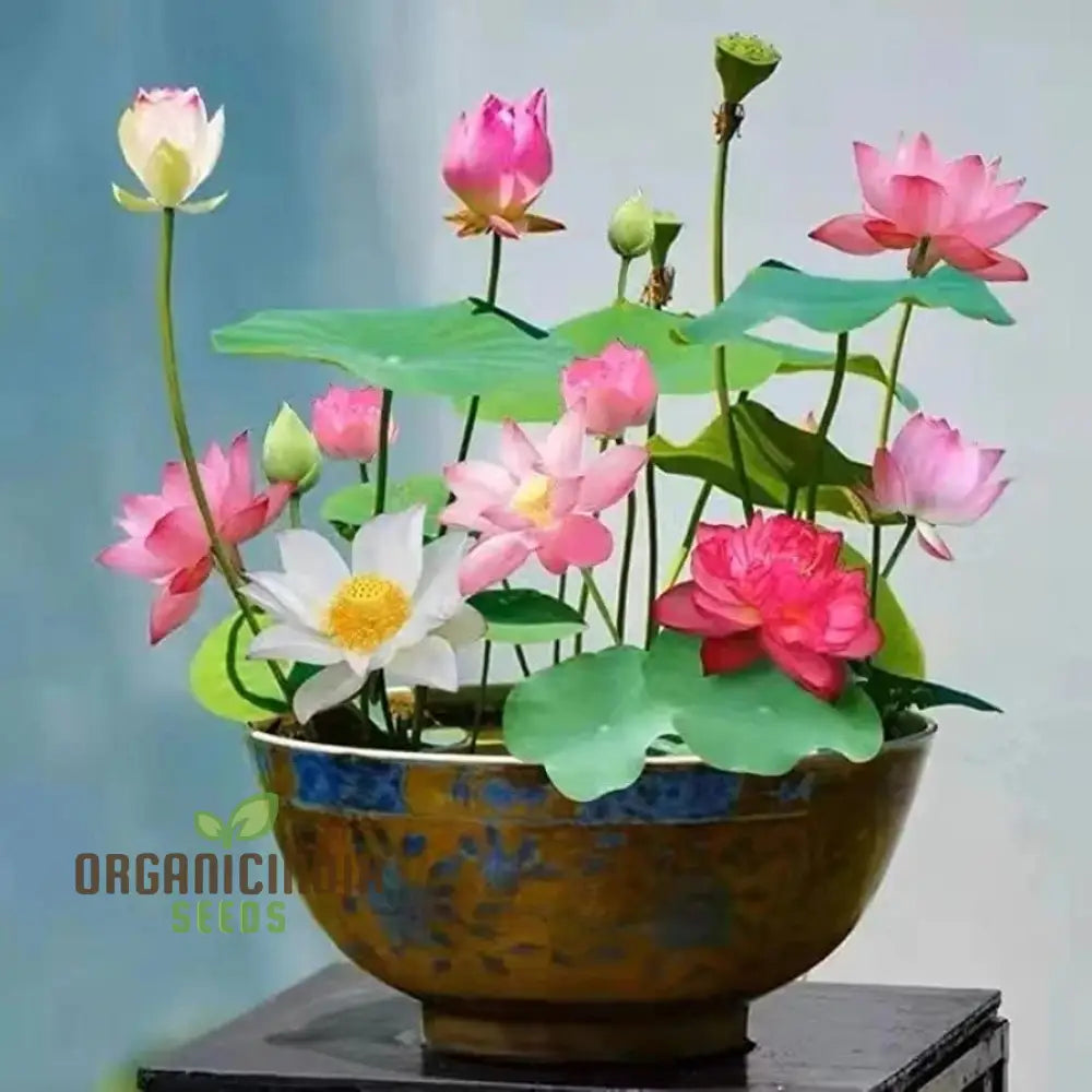 Rainbow Bowl Lotus Aquatic Flower Seeds for Planting,Premium Gardening Seeds