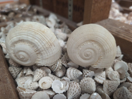 Rapa rapa- turnip Shell